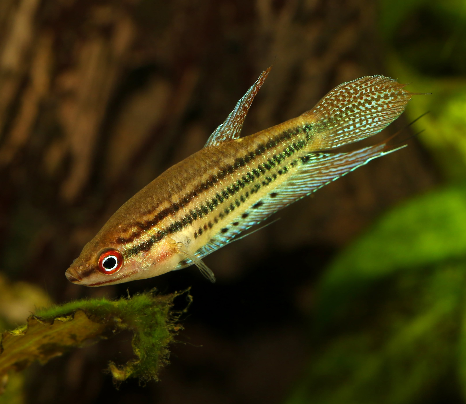 Growling Gourami (Trichopsis vittata)